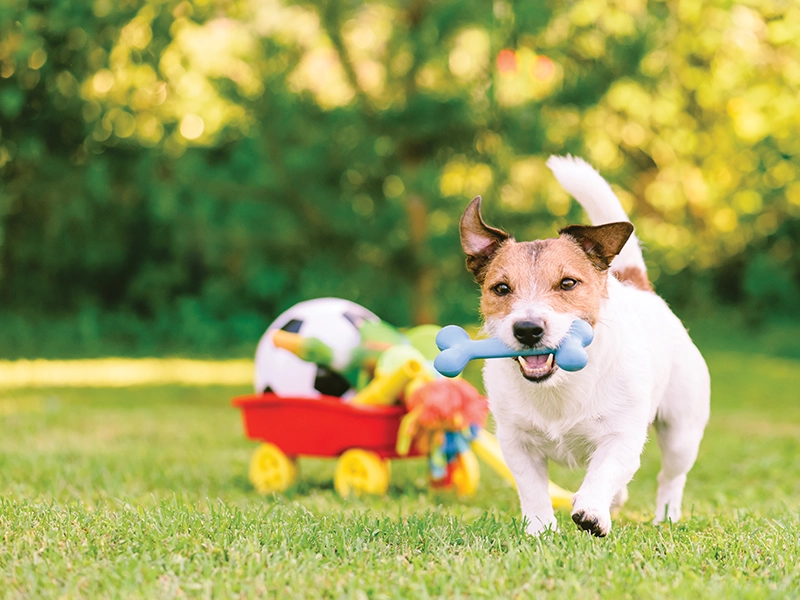 Pet-friendly gardens at Aessen Phase-1 Thane